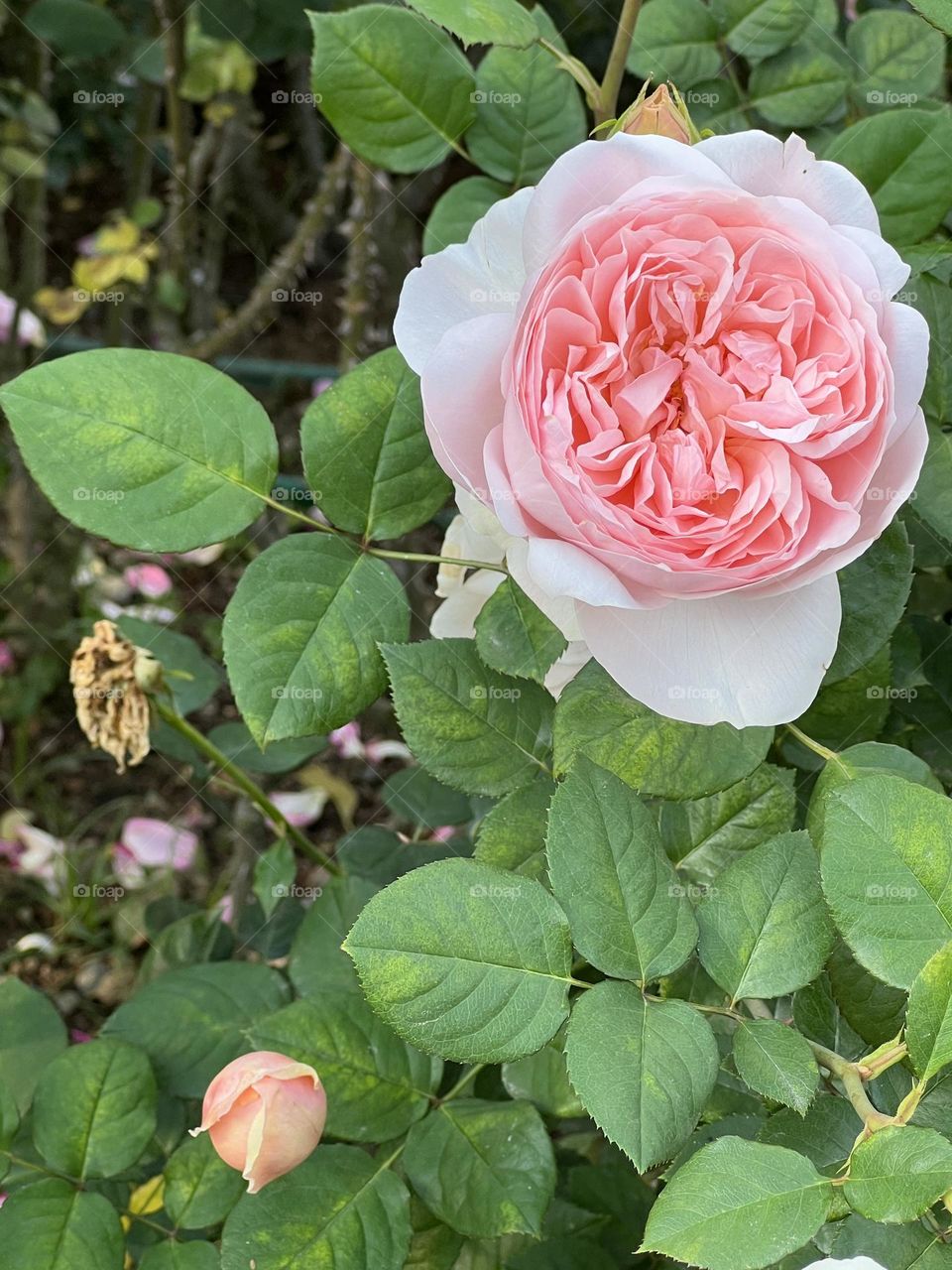 Roses in Yuanshan Flower Expo Park