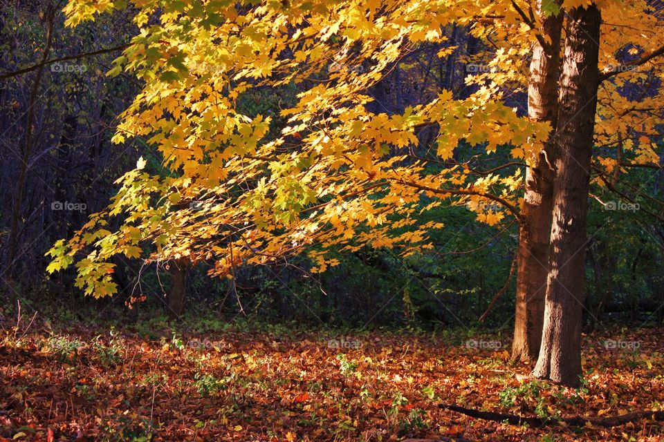 The leaves are falling 