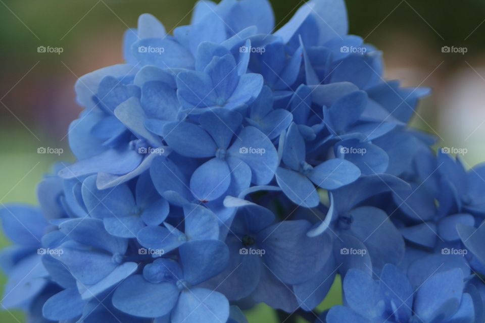 Hydrangea 