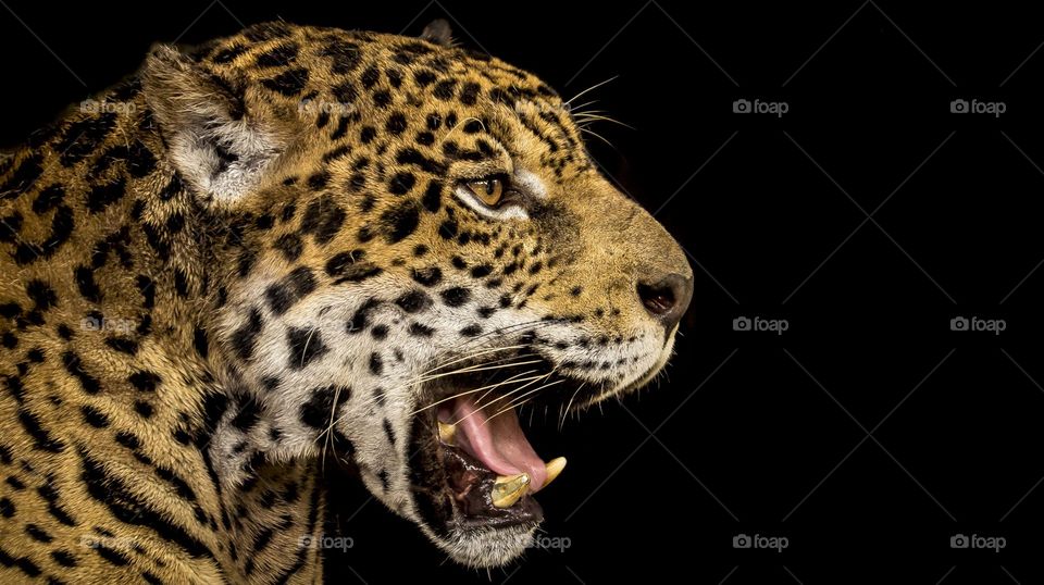 More like a roar... this big cat's "meow" echoed thru the zoo grounds and was even heard as far as the entrance gate.