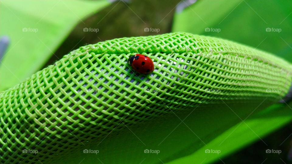 Ladybug on the green sunbed