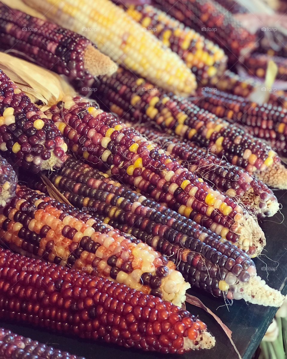 Indian Corn