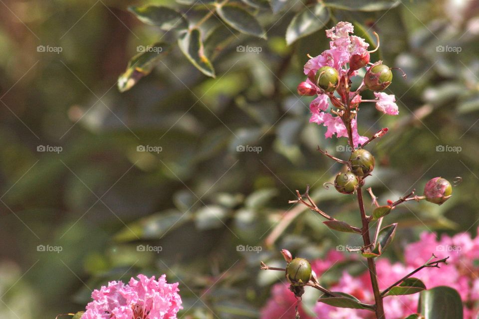 Pink and green fresh flower