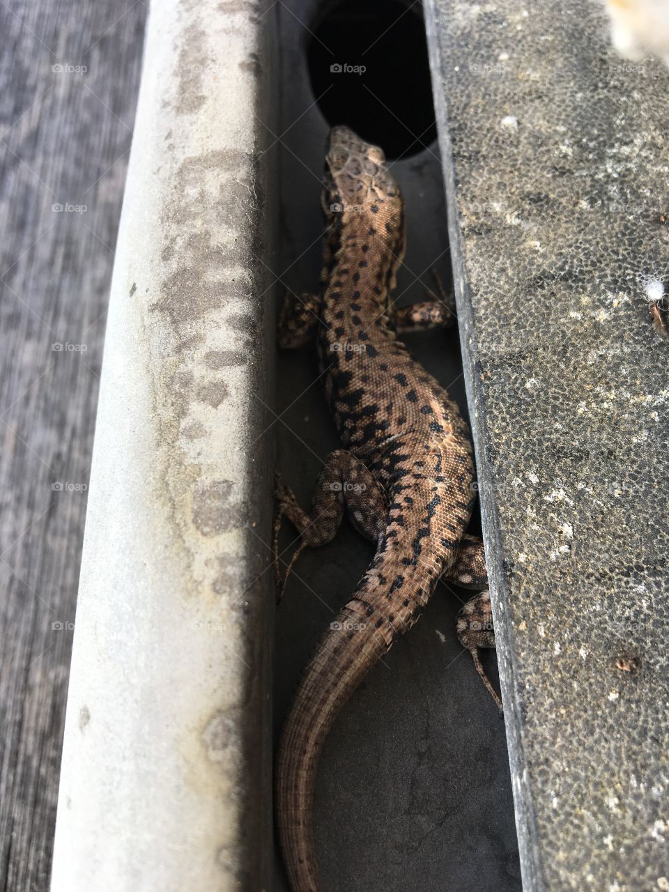 Discovering the lizard's hiding place before winter