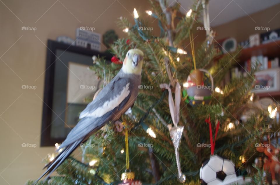 Real cockatiel ornament
