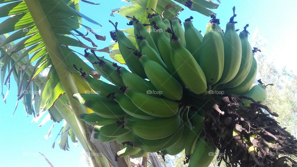 bananei