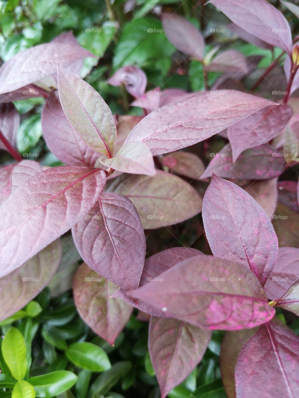 Globe amaranth flower​ plant​