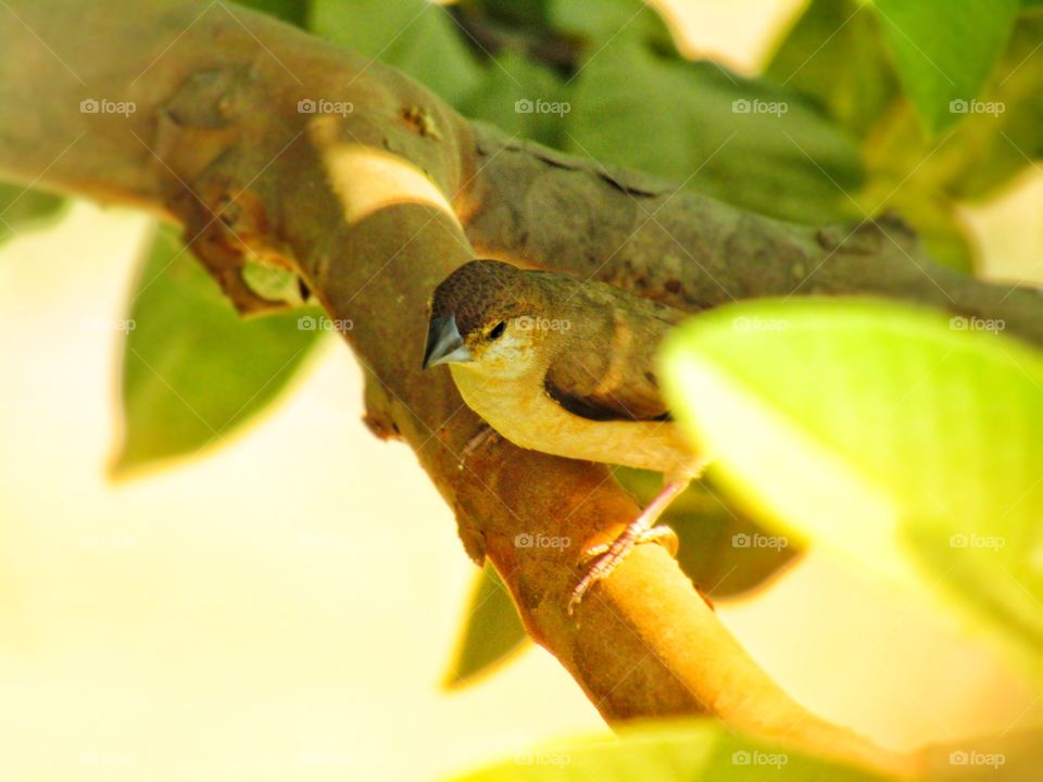 Beautiful house sparrow (Passer domesticus) is a bird of the sparrow family Passeridae, found in most parts of the world.