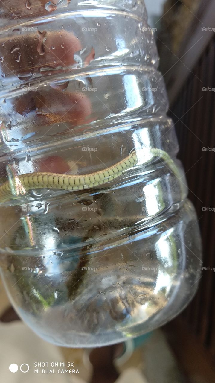 snake in bottle