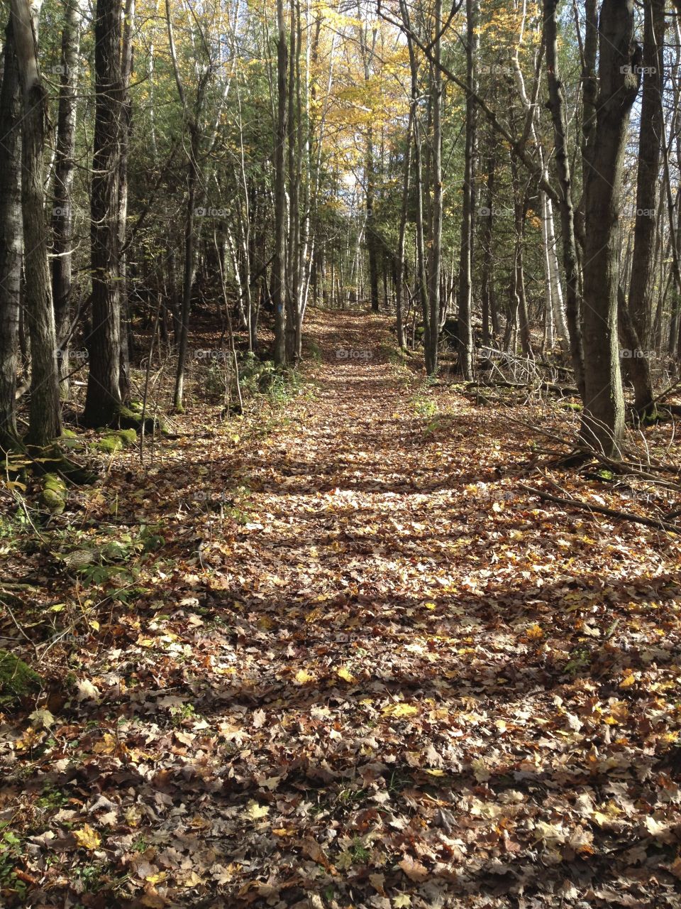 Autumn pathway 