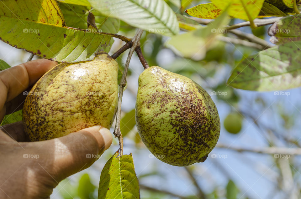 Hand picking one of two guavas from a branch of the tree on a bright sunny day.