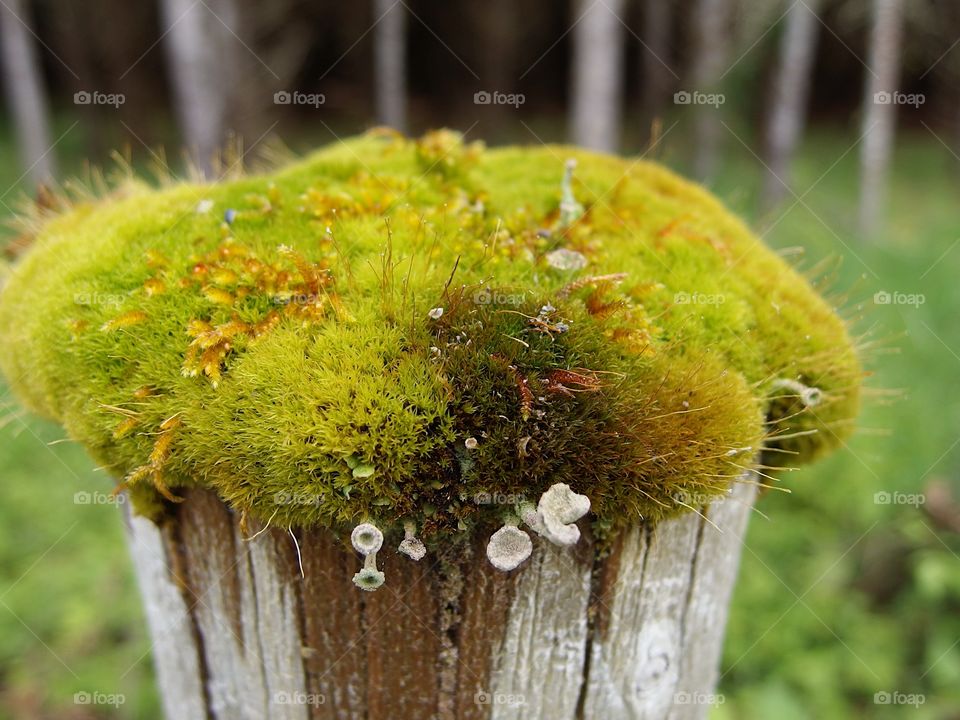 A old wooden fence post covered with a thick layer of moss and fungus shoots for a barrier between a farm and the forest in rural Western Oregon on a spring day. 
