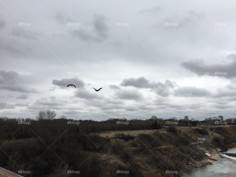 Birds flying by 