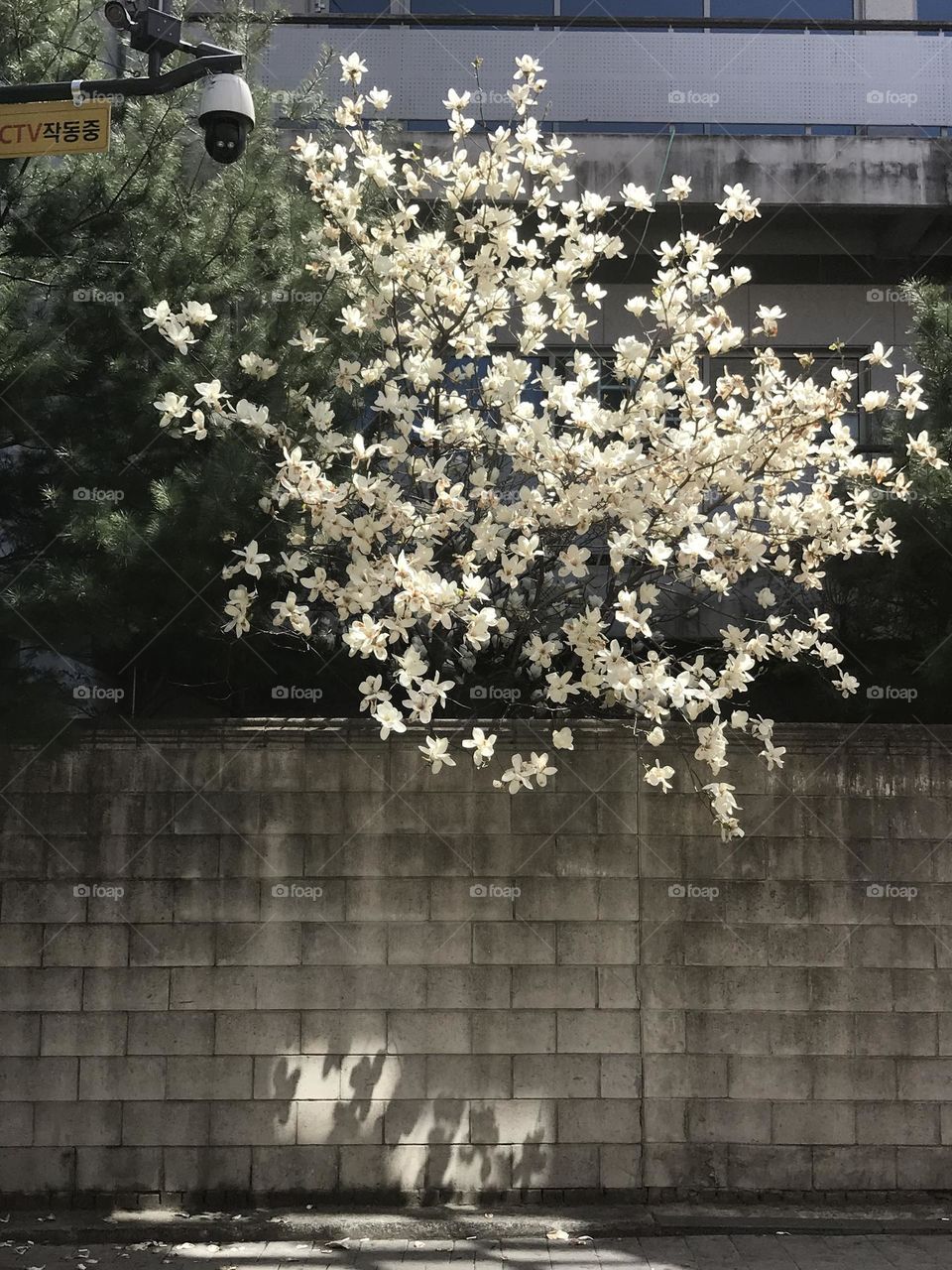 Spring blossom with the sunlight.