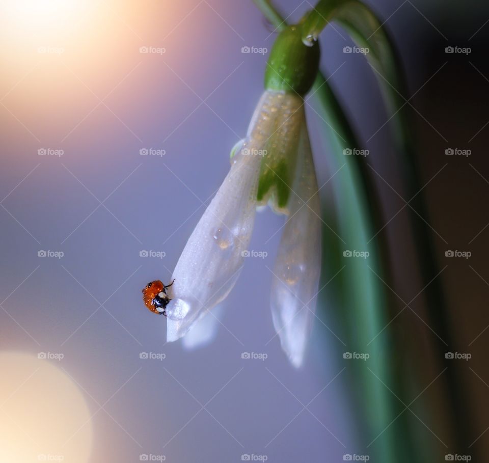 Ladybug on the snowdrop 