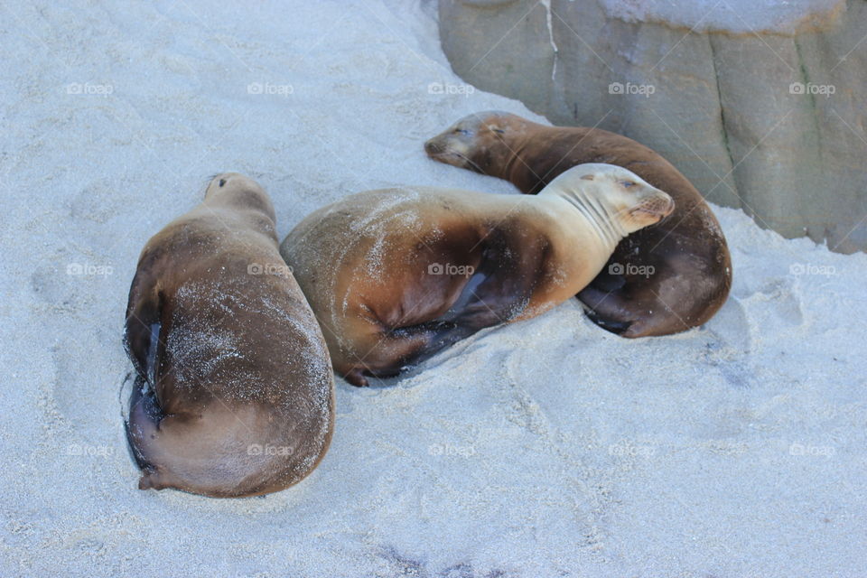 Cuties sleeping on the beach