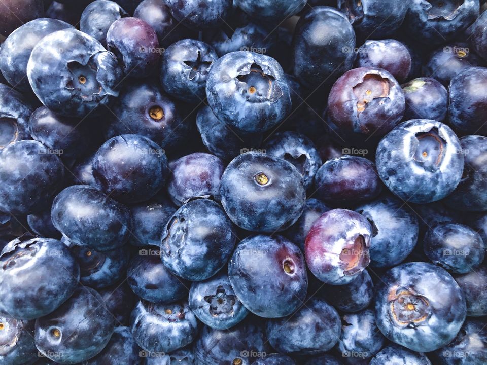 Fresh organic local blueberries in a close up 