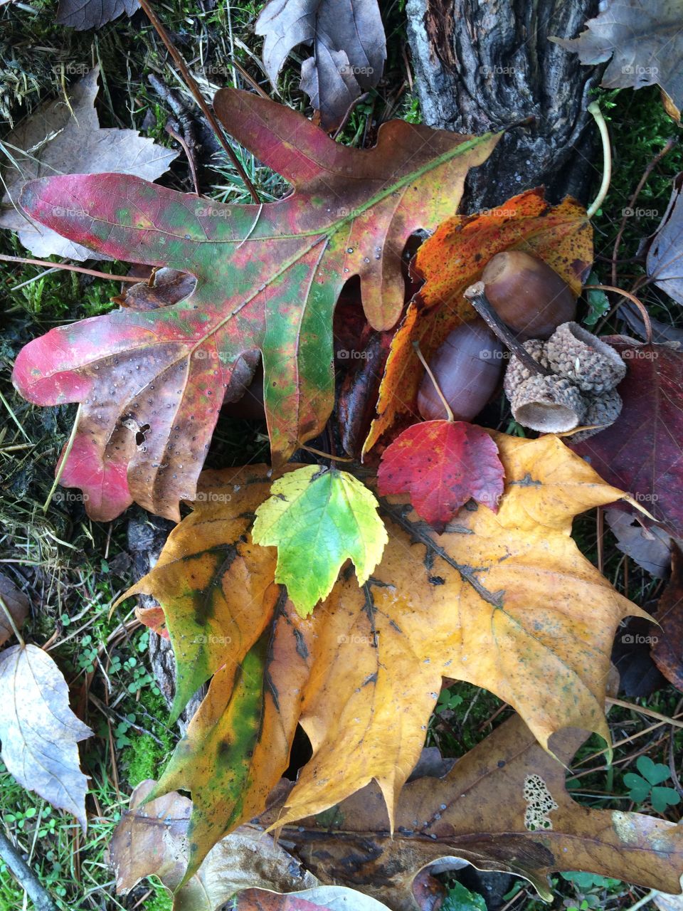 Acorns & Leaves