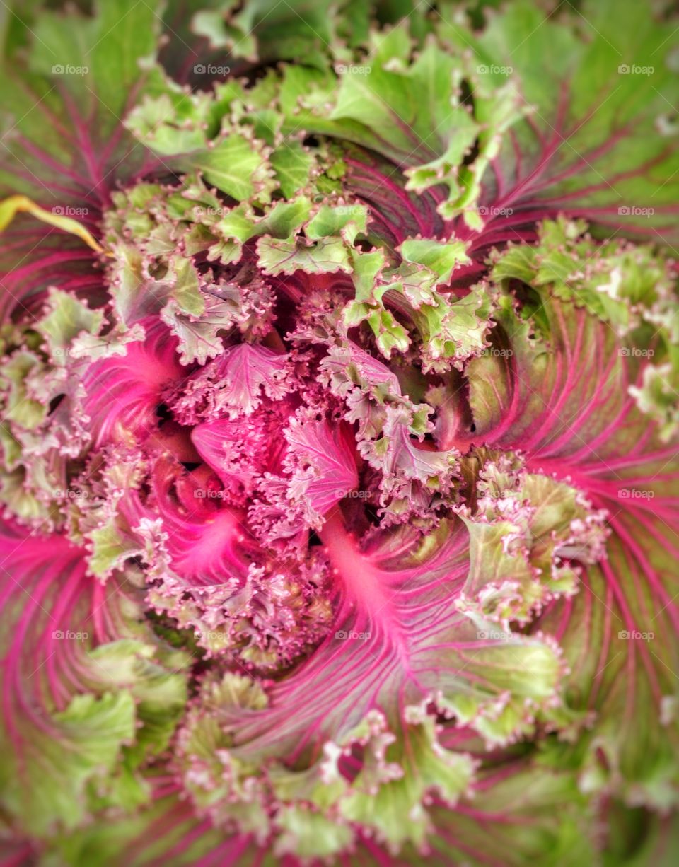 Cabbage . Some veggies can be beautiful.