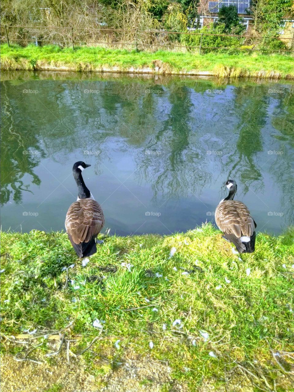 Canadian Geese at Riverside, The New River, Broxbourne, Hertfordshire