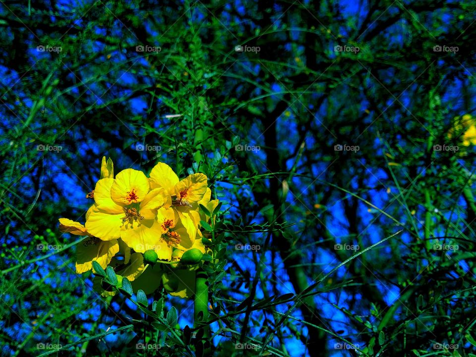 Yellow Flowers on Palo Verde Tree with Blue Background - State Tree of Arizona In Bloom - Beautiful Yellow Flowers Blooming on Palo VerdeTree