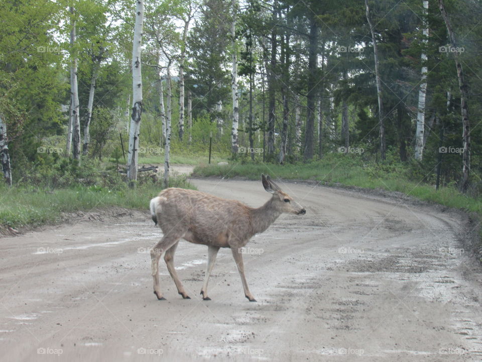 beautiful deer crossing road!