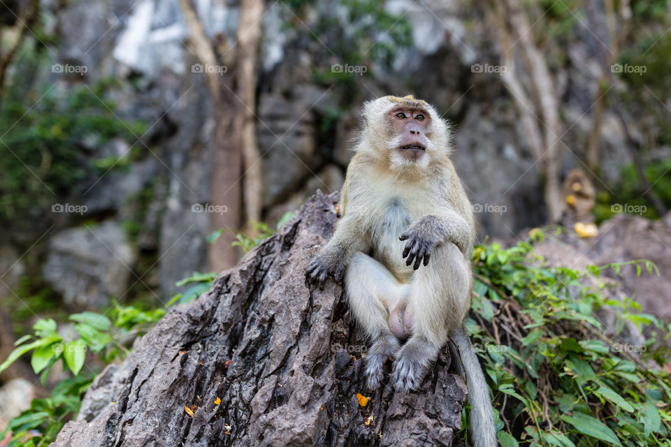 Monkey sitting on the rock