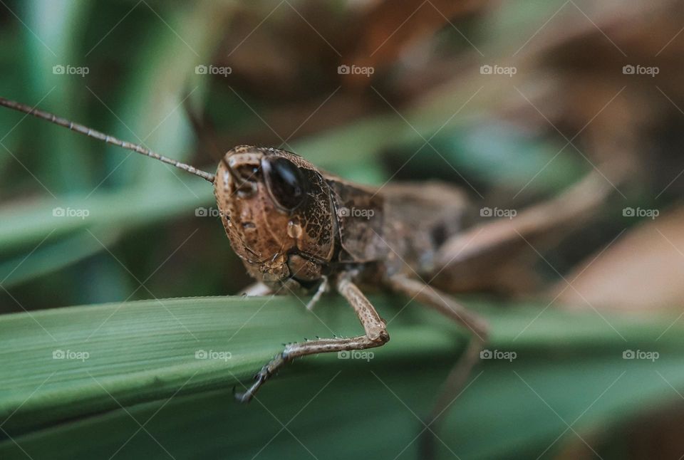 Macro photo of the Ukrainian locust