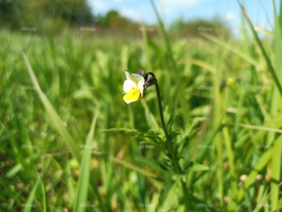 Viola arvensis is a species of violet known by the common name field pansy