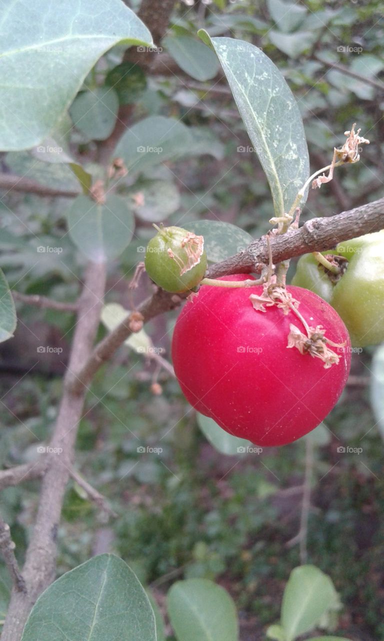 Fruit, Leaf, Nature, Branch, Tree