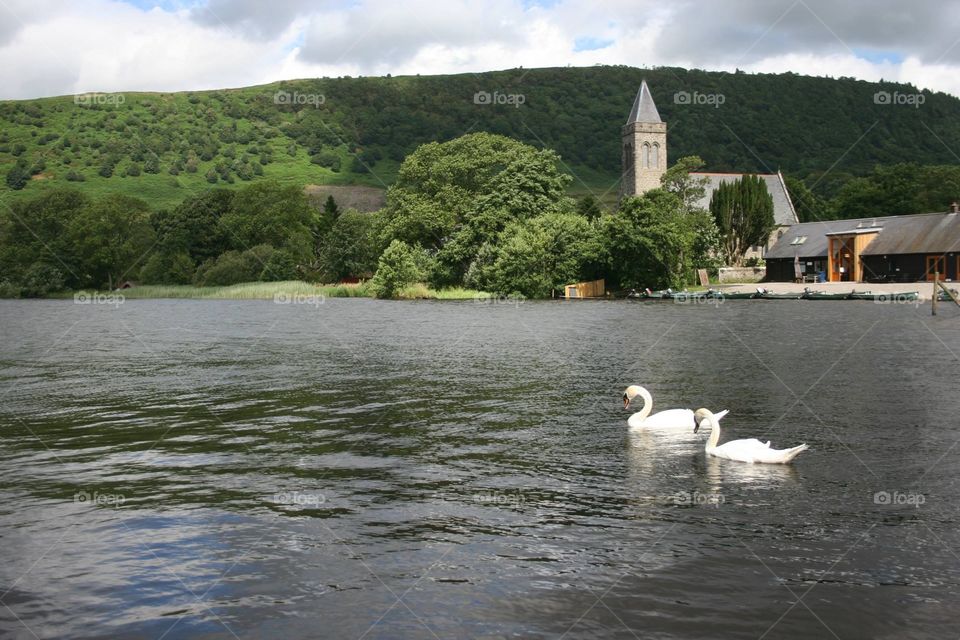 Swans swimming in lake in front of church
