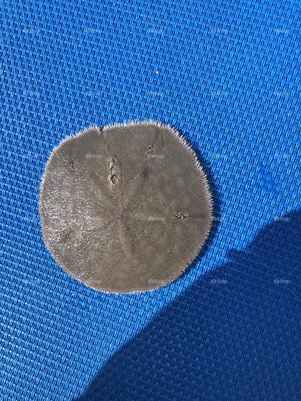 Sand dollar $
