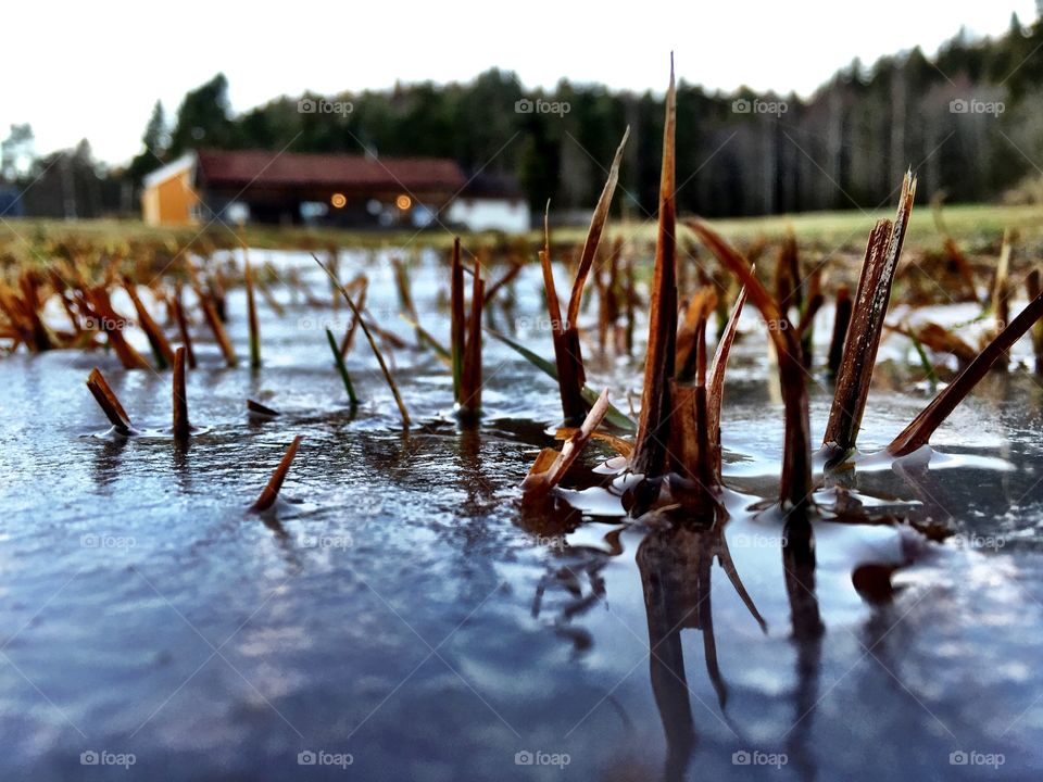 Icy field 