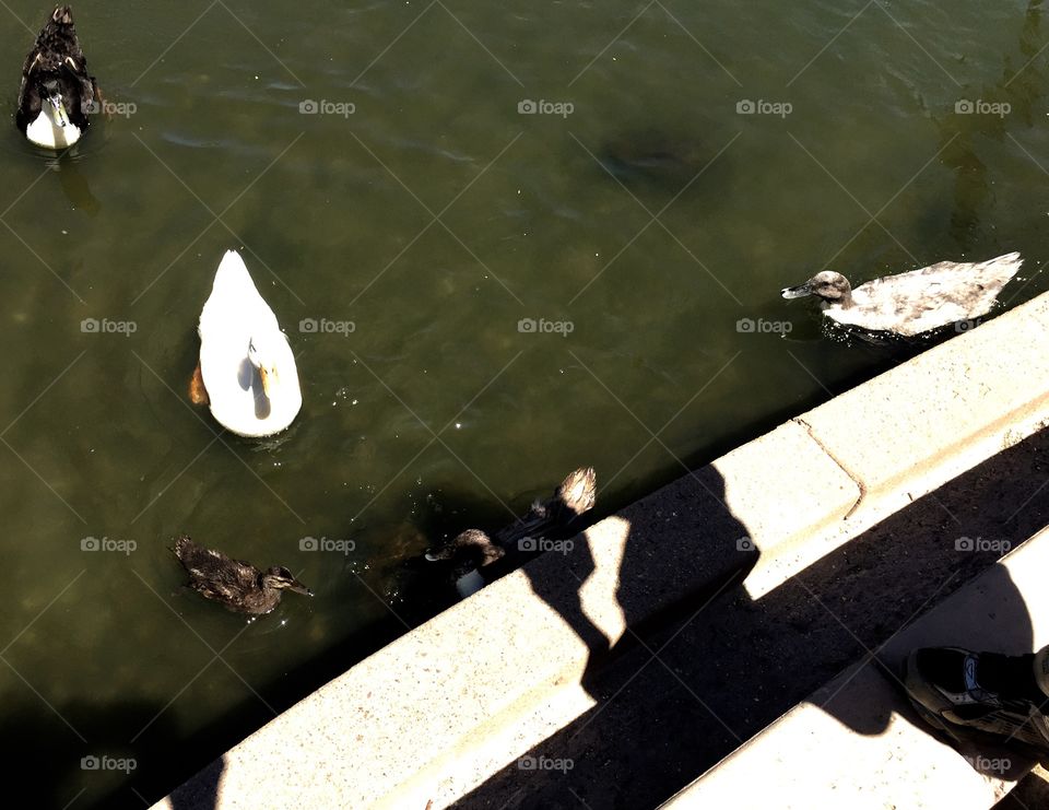 Cute ducks. 
Love ducks. Love waters. They are good combinations. Ducks are cute, calm, and peaceful. 