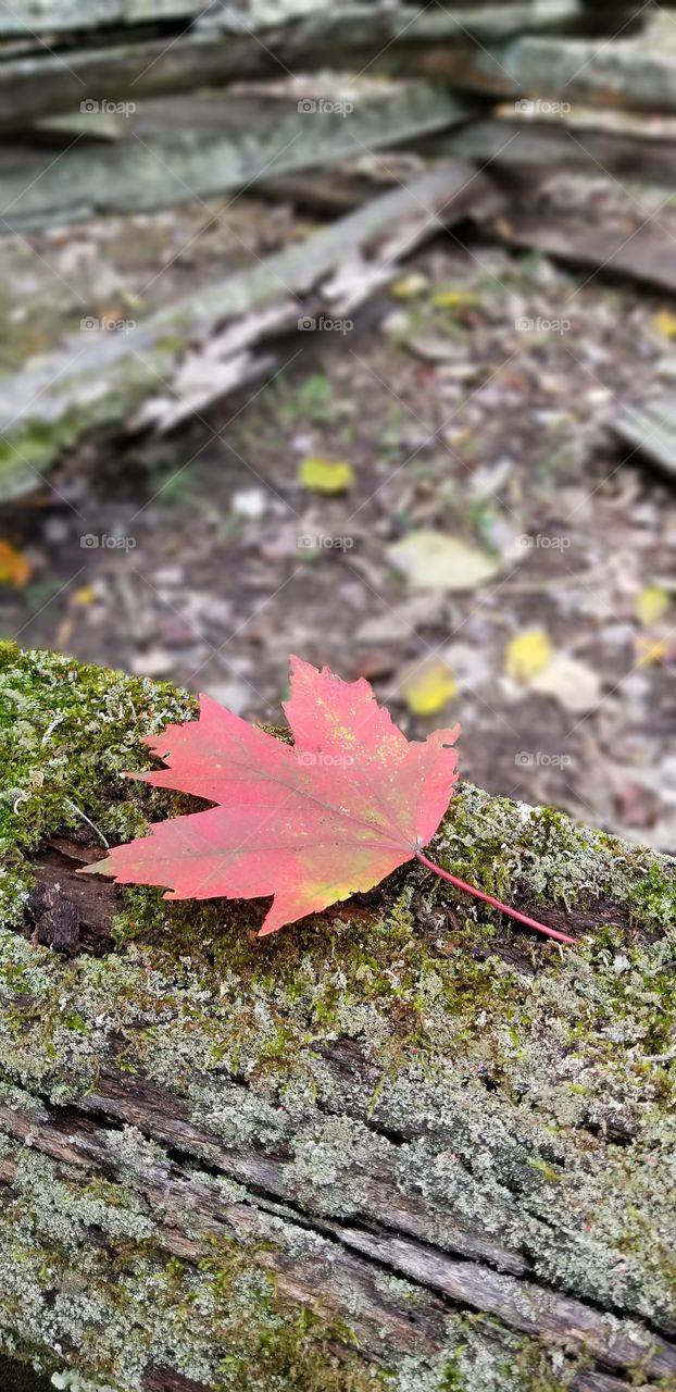 red fall leaf on moss