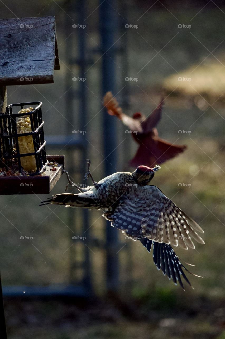 Closeup of Yellow bellied Sapsucker taking off from bird feeder. Male Northern Cardinal flying away in the background. Bird action shot
