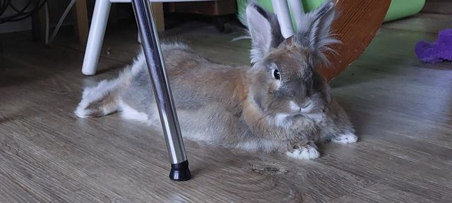 Year of the bunny. Free roaming pet rabbit. Comfortable bunny relaxing