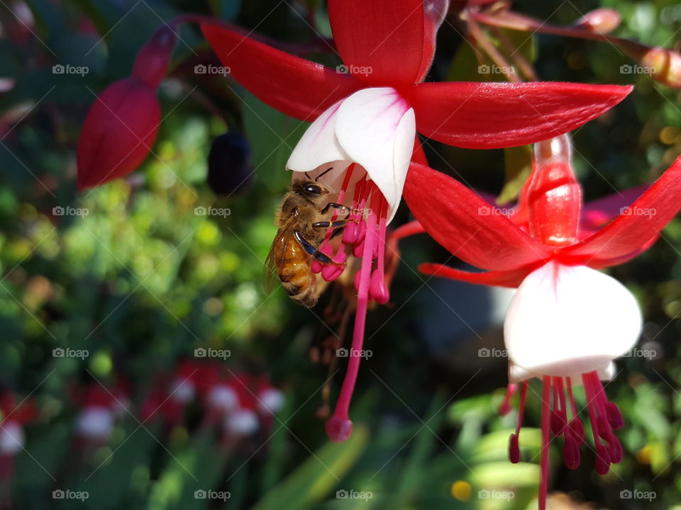 pollen