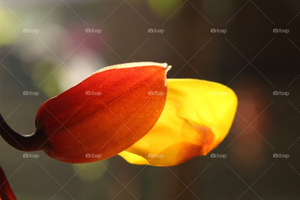 Sunlight through petals