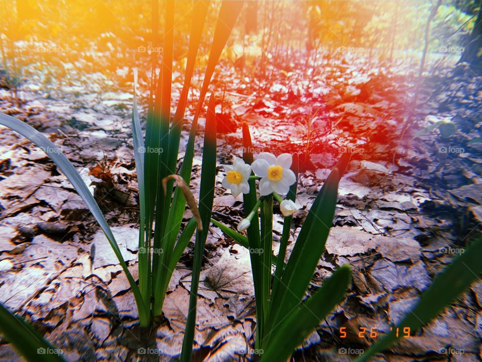 white buttercups
