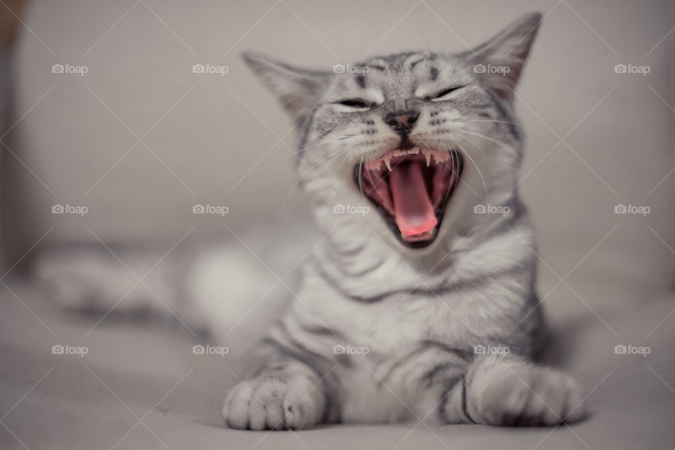 Cat is going to sleep but now he opened mouth and meowing