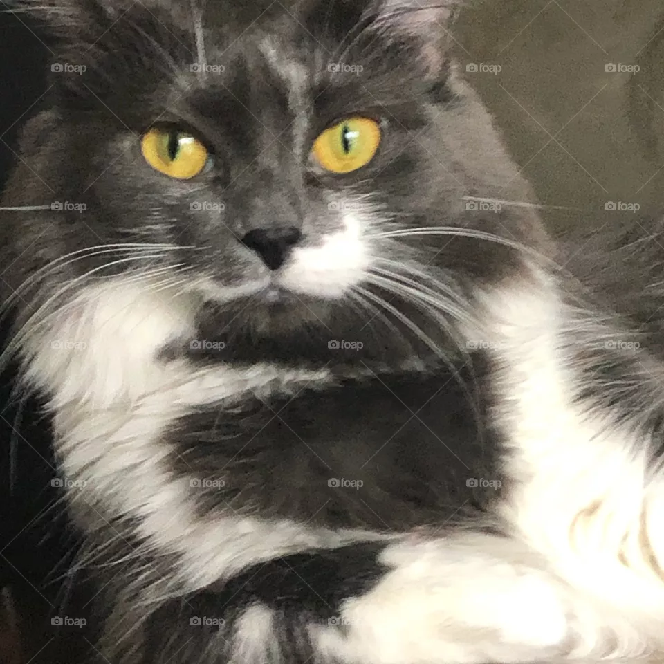 My cat Masha 