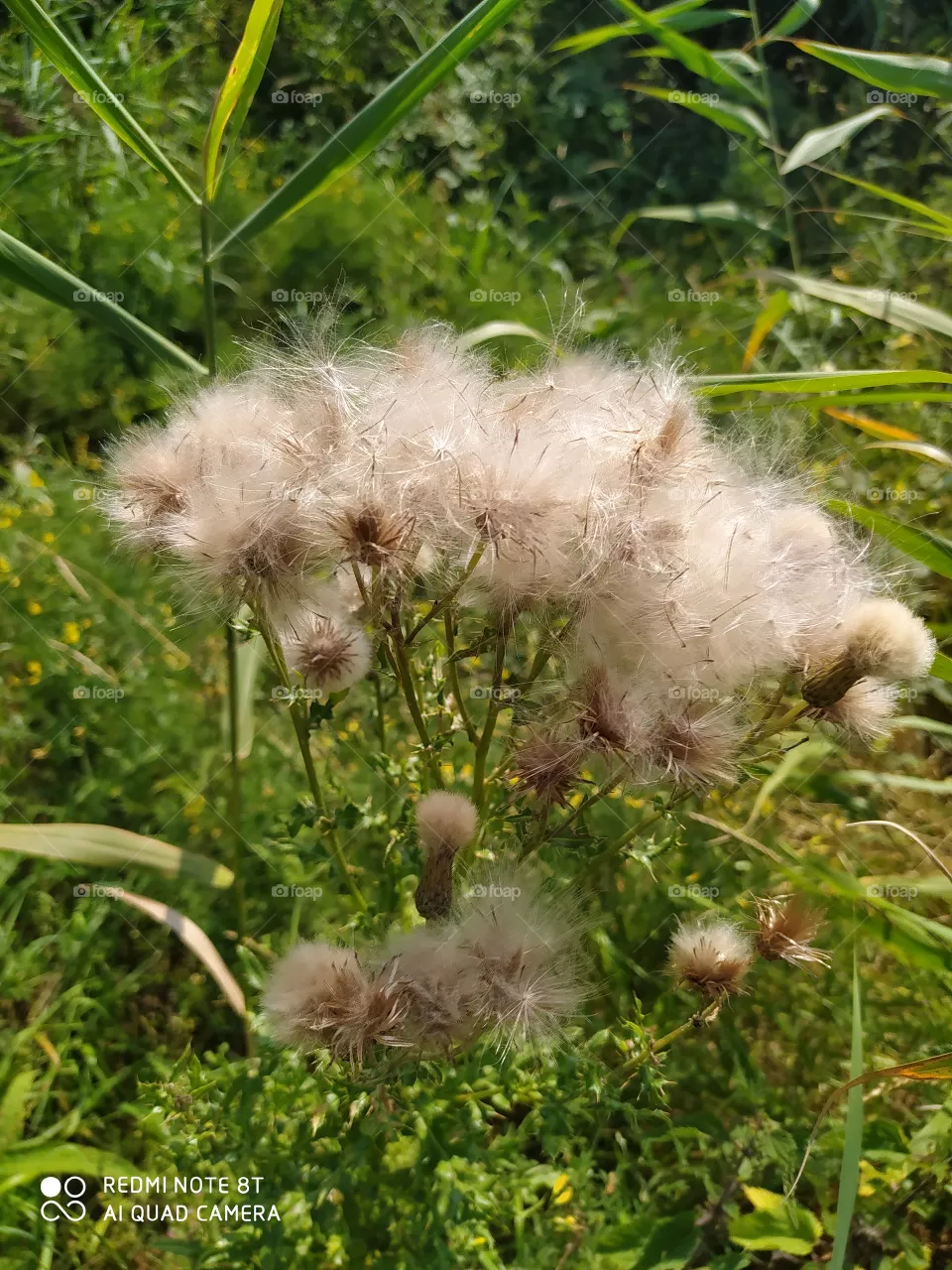 thistle
