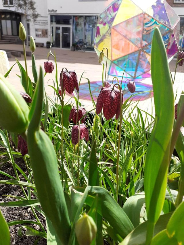 urban nature plants