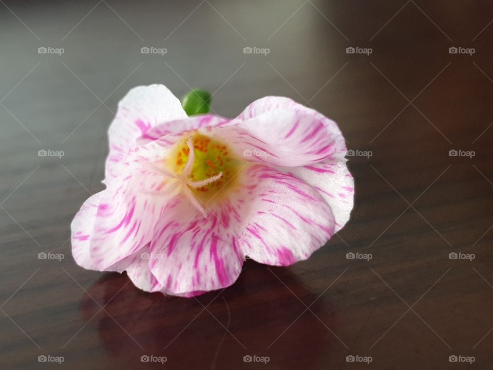 my beautiful Portulaca grandiflora