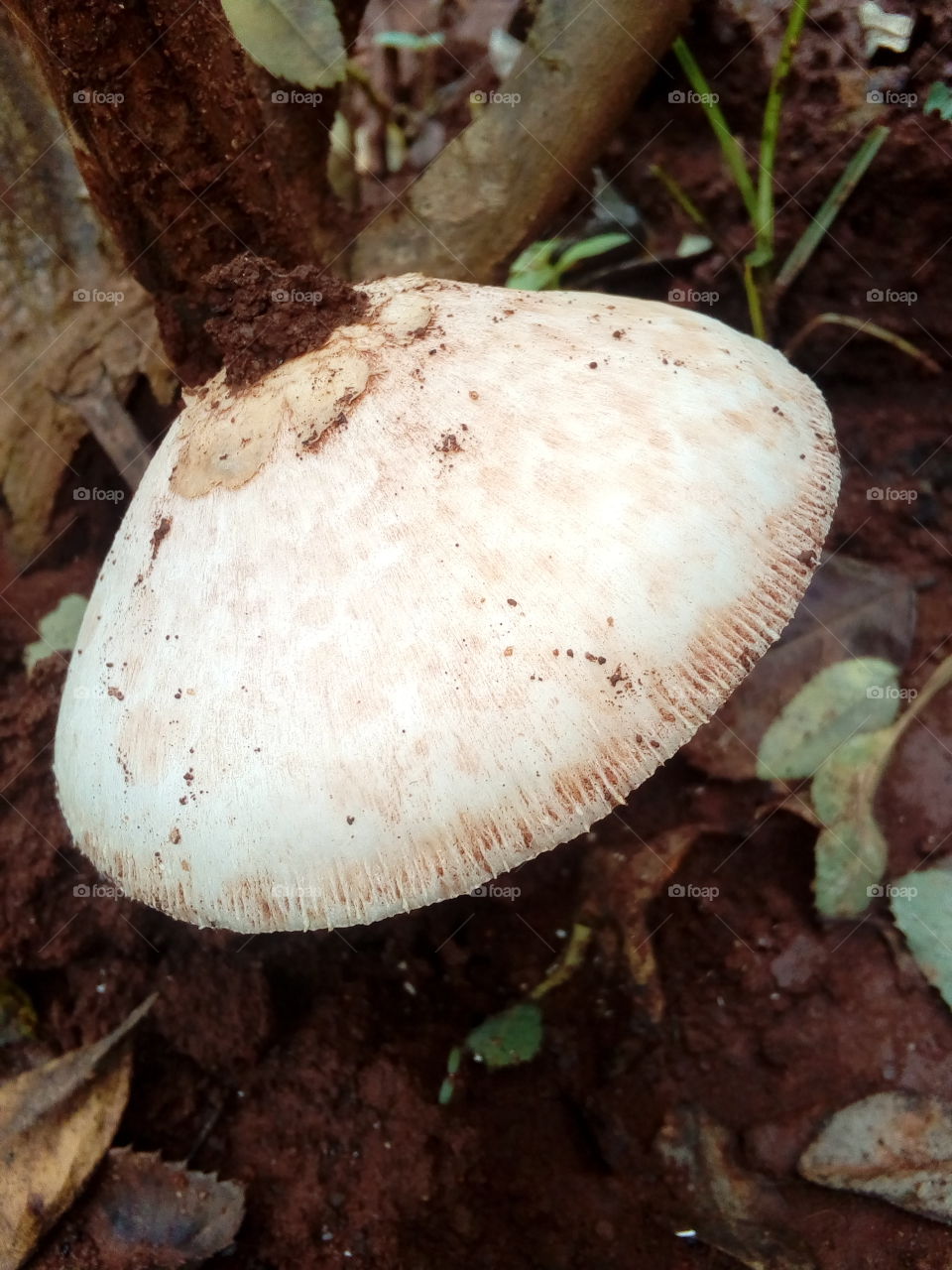 Mushroom
