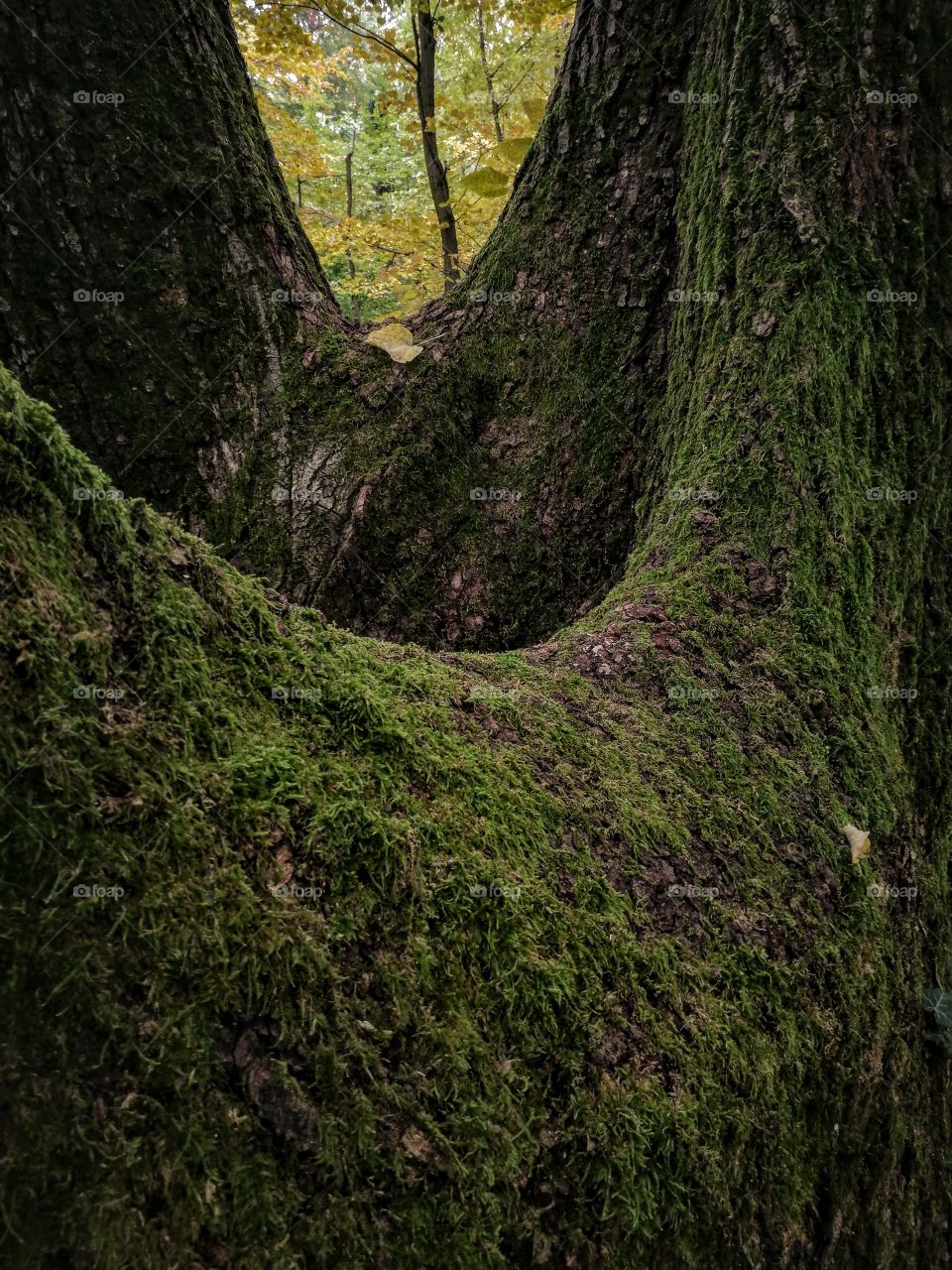 Huge four trunk ancient tree in the woods covered in green moss