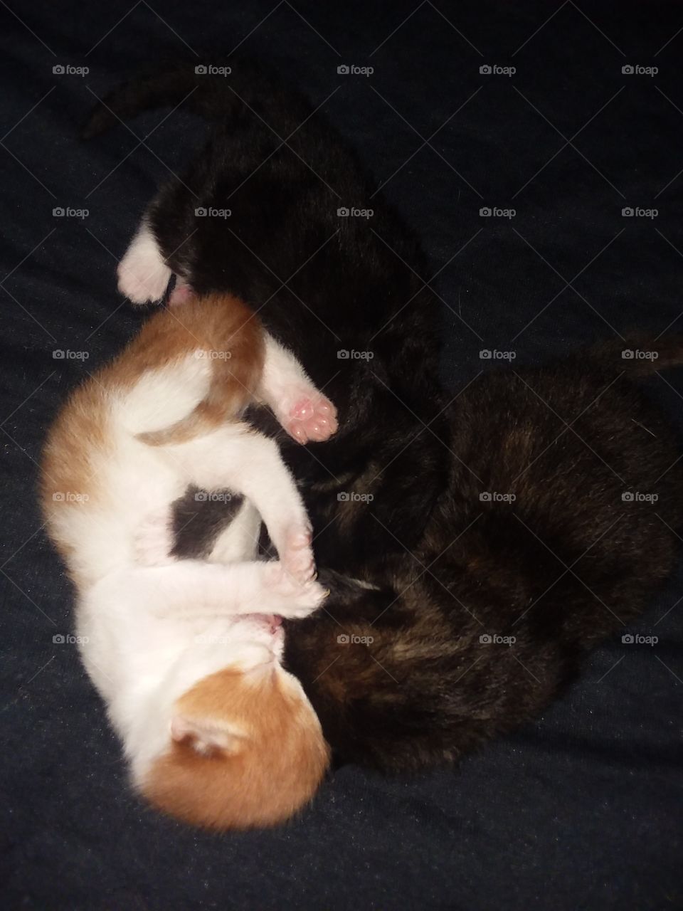 kittens