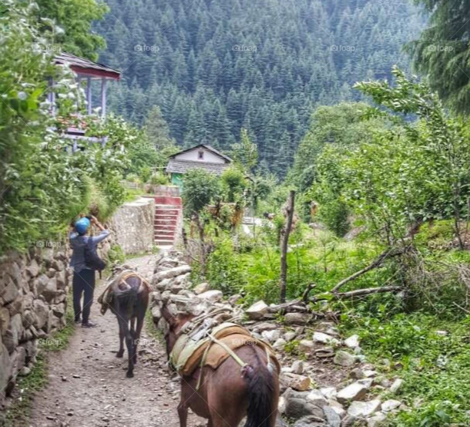 A trek in Himachal. India.