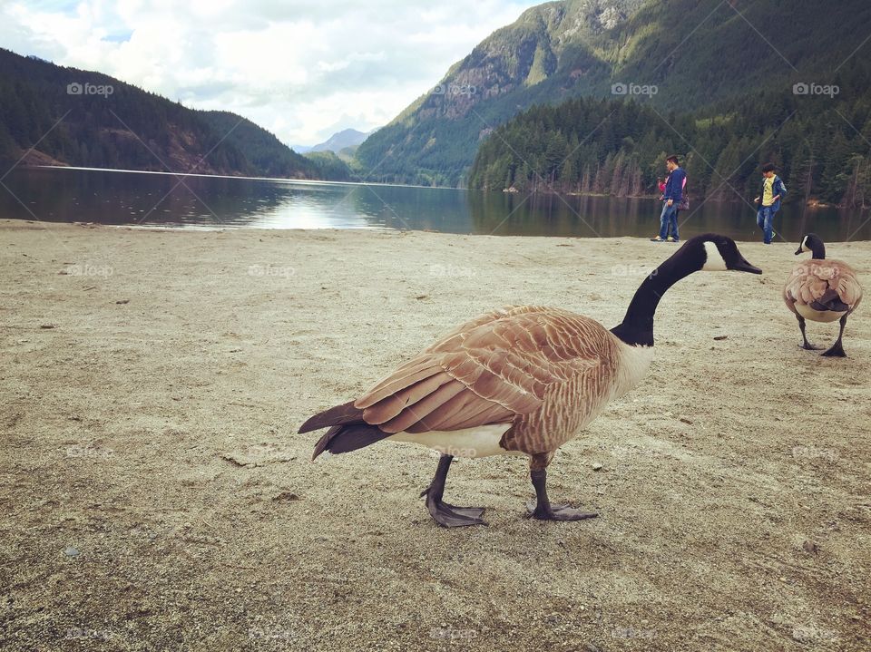 Canadian Goose